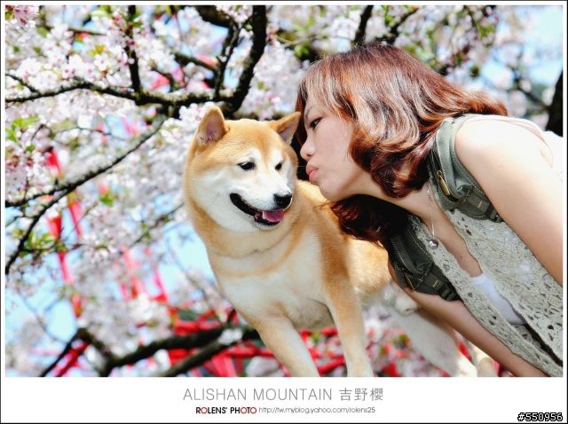 2010-03-22阿里山櫻花花況分享