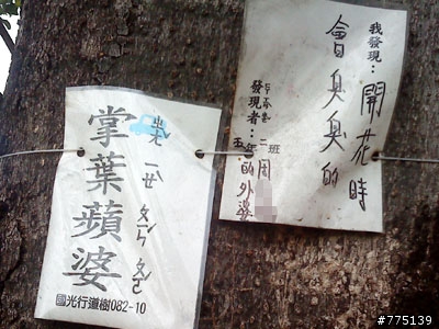 行道樹好衰