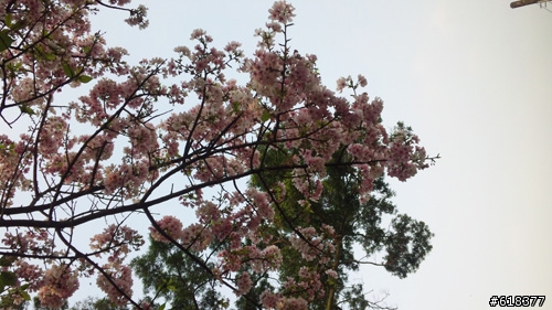 SH01B近拍的吉野櫻