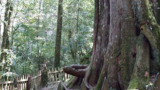 鎮西堡神木群B區之旅