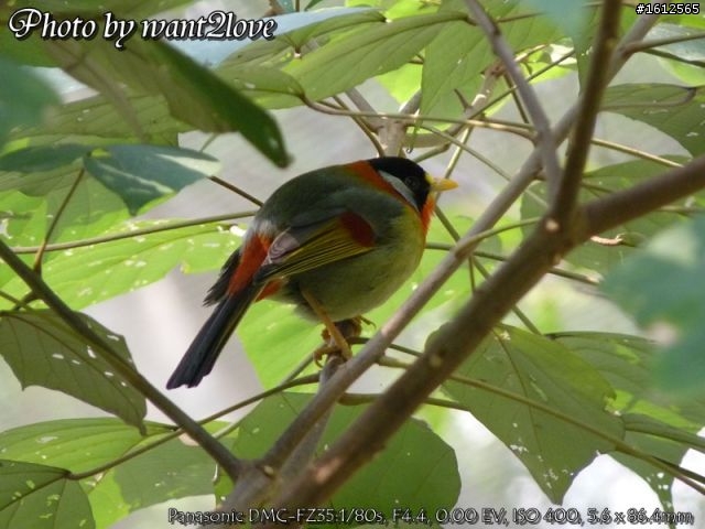 FZ35蓋雀仔大樓(歡迎一起來蓋)
