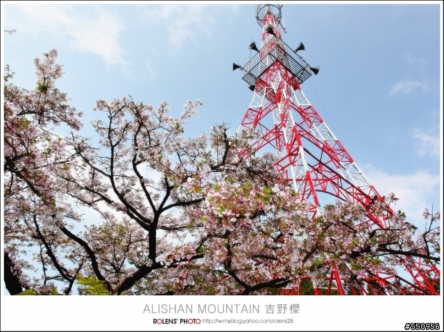 2010-03-22阿里山櫻花花況分享