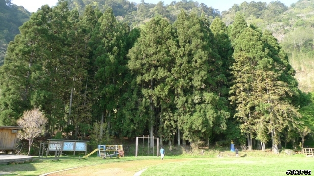 鎮西堡神木群B區之旅