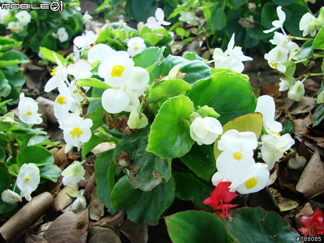 來~ 走春賞花去 台南公園