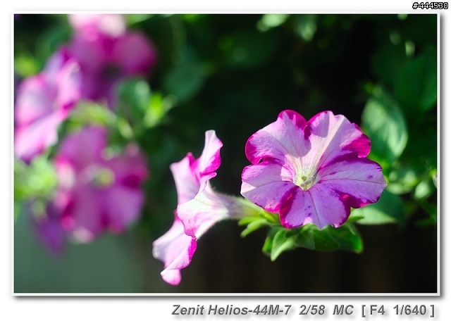 Zenit Helios-44M-7 2/58 MC M42 老鏡春天 Part 9