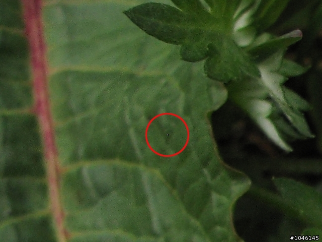 G11 照片上有亮點