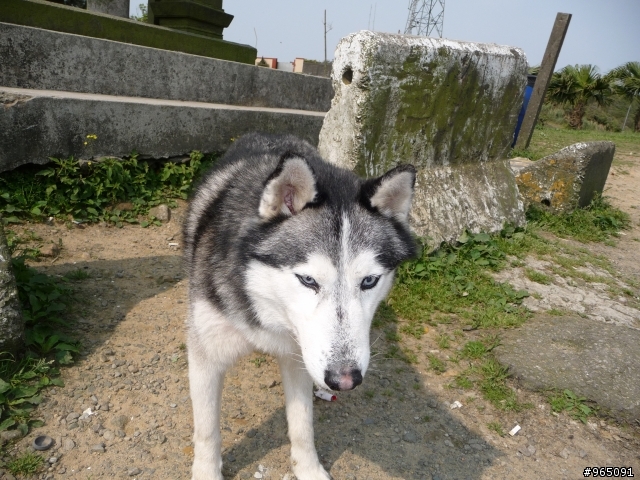 北海岸的 ~英雄好漢發奬狀~
