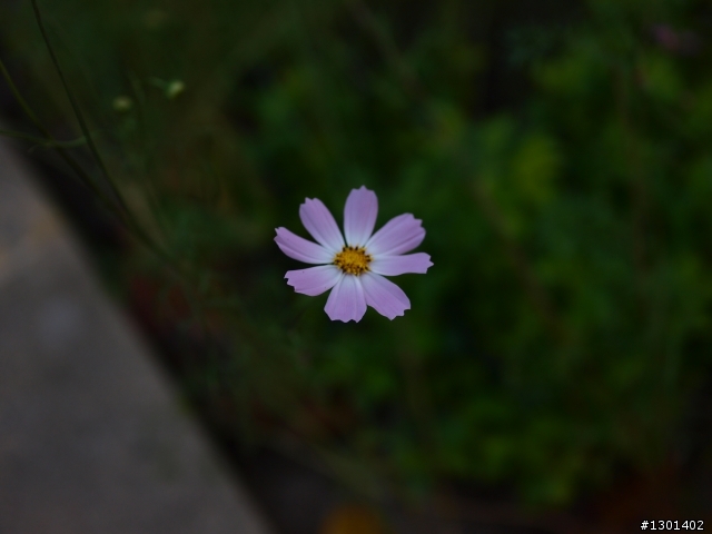 {25mm F1.4 交作業}請各位大大看一下拍得如何?