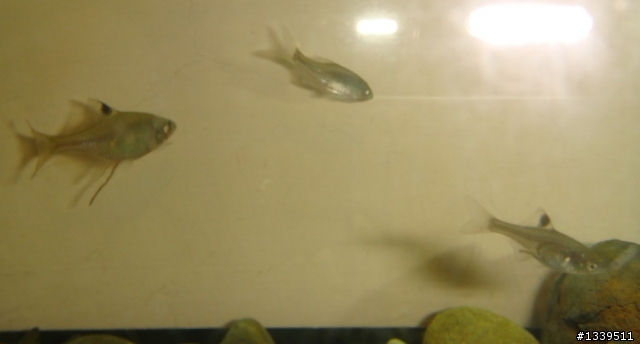 養了快半年的魚，卻不知道是什麼魚...(附圖)