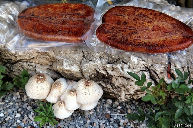 不明的 【菇類】要跟烏魚子一起烤來吃嗎?(新增進入烤箱圖)