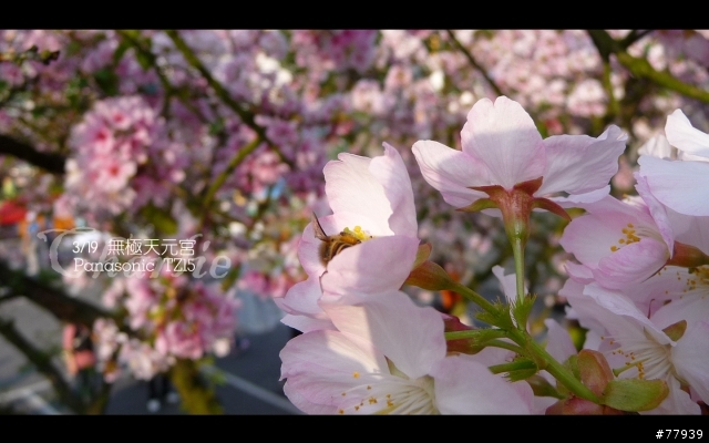 【分享】3/19 無極天元宮。Panasonic TZ15