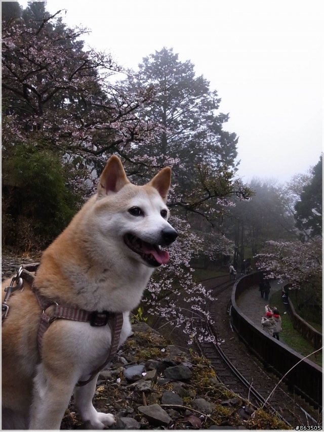 【櫻櫻期盼】阿里山賞櫻趣之柑妹篇