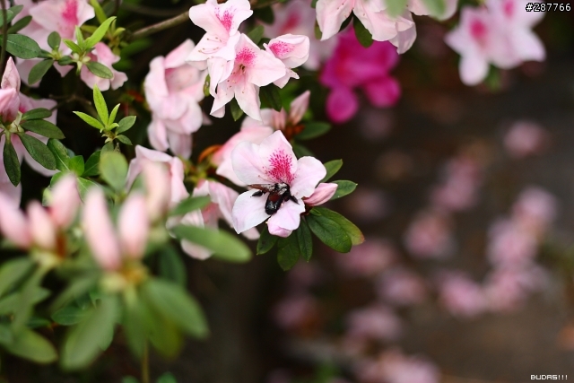 Canon Kiss X2 +50mm f1.8 陽明花季不拍花