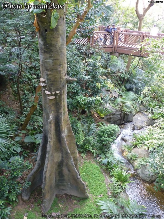 FZ35蓋雀仔大樓(歡迎一起來蓋)