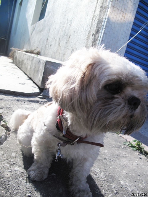領養快訊-小西施犬-他需要一個家及愛他的主人
