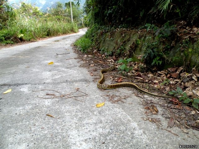 沙溪林道路不通,轉戰多納林道去!