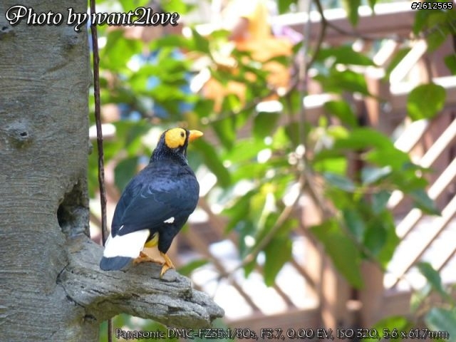 FZ35蓋雀仔大樓(歡迎一起來蓋)