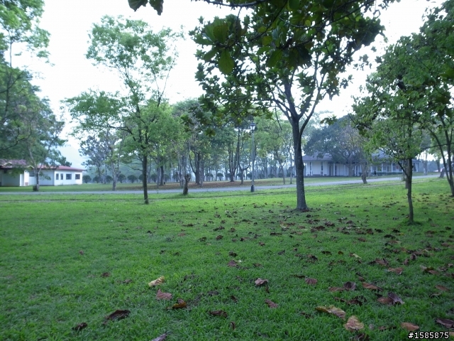 綠草如茵,但就是...