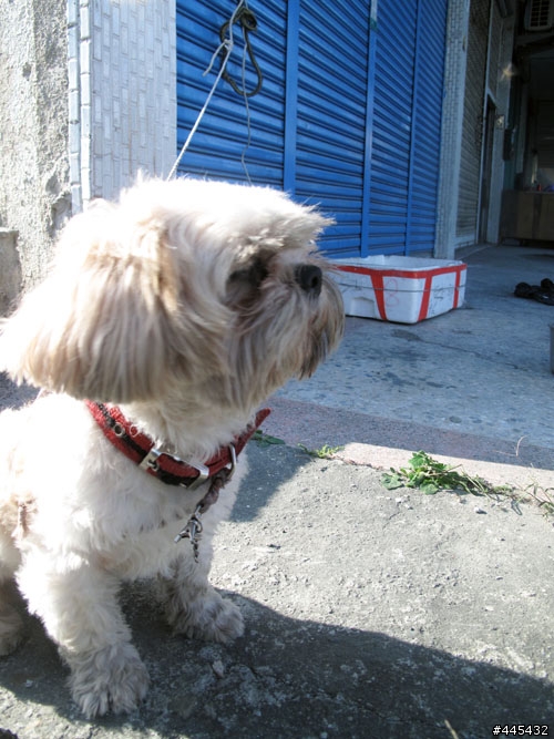領養快訊-小西施犬-他需要一個家及愛他的主人