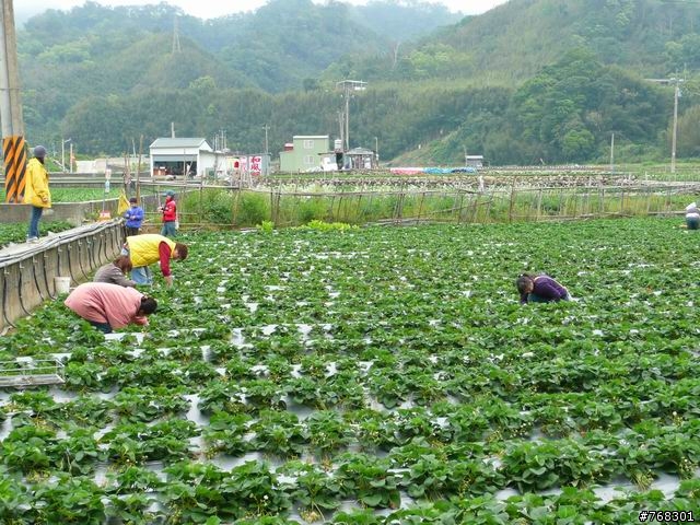苗栗一日遊