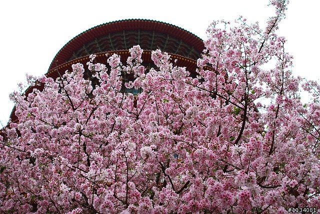 2010淡水無極天元宮外拍櫻花來貼貼嚕!