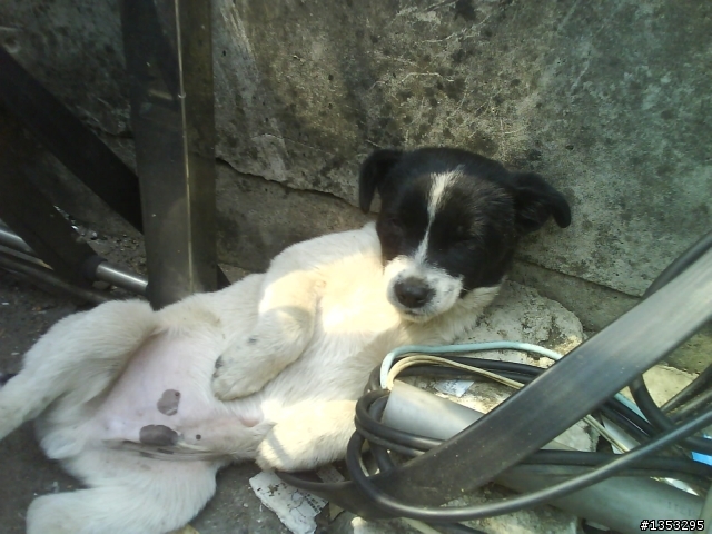 €米克斯幼犬尋求認養