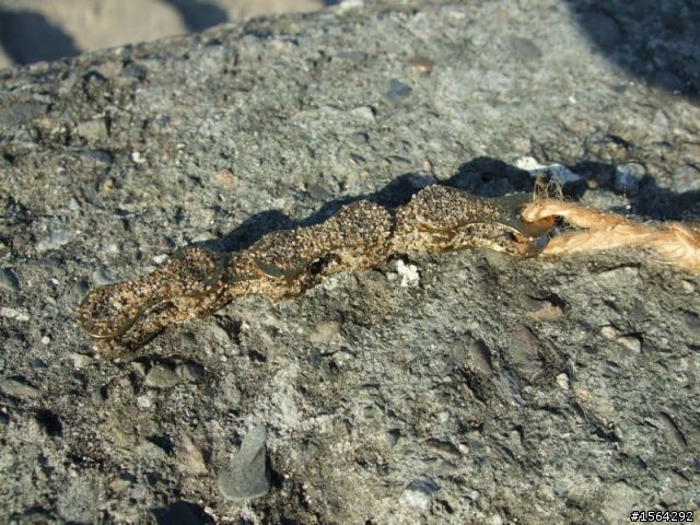 生猛海水浸泡抗鏽力實驗 終了