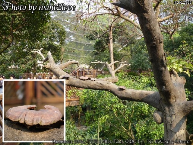 FZ35蓋雀仔大樓(歡迎一起來蓋)