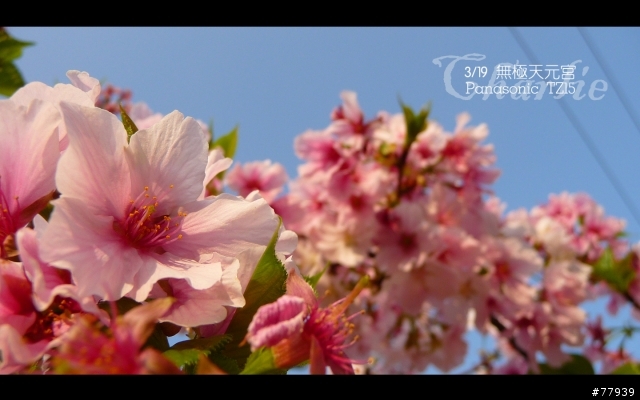 【分享】3/19 無極天元宮。Panasonic TZ15