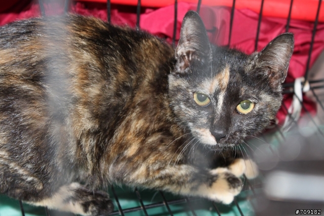 代PO[台中]玳瑁小貓送養