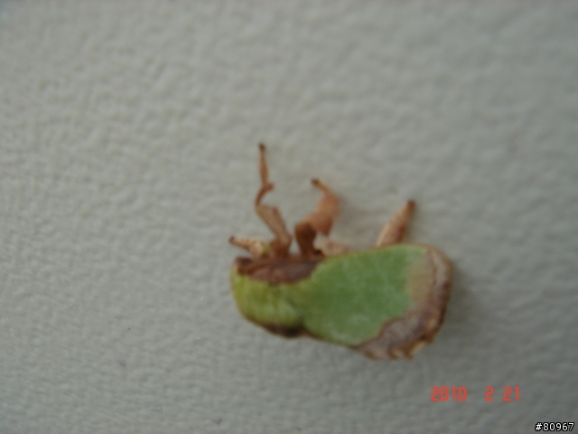 什麼虫? 雙齒綠刺蛾