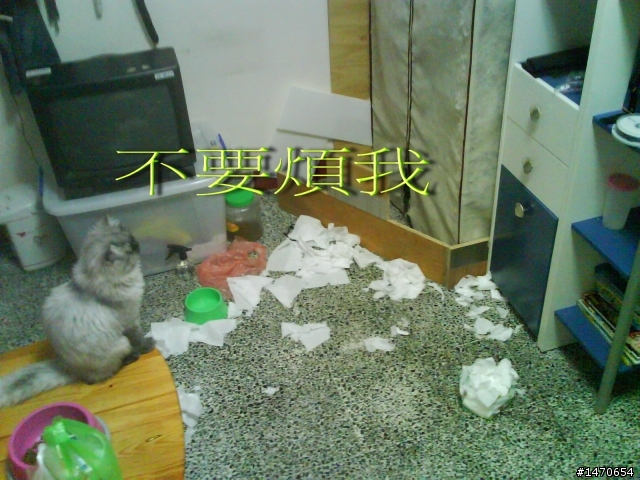 你家的喵，心情不好時，牠會做甚麼可怕的事.....