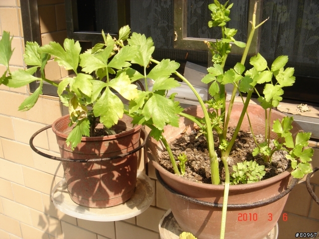 我家的芹菜
