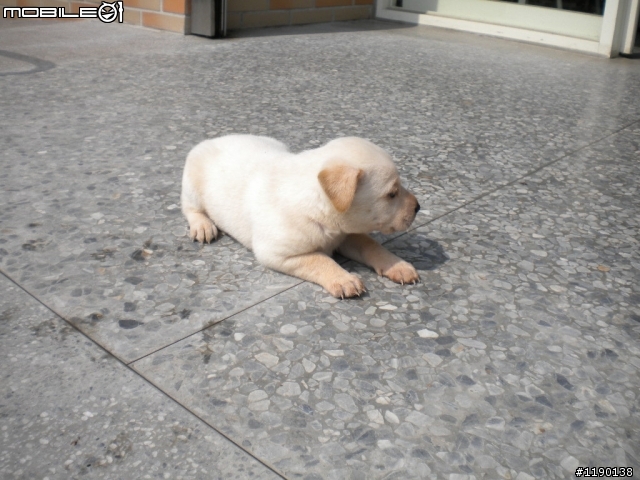 歡迎愛心認養(新竹縣收容所)----小幼犬