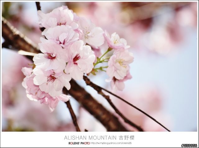 2010-03-22阿里山櫻花花況分享