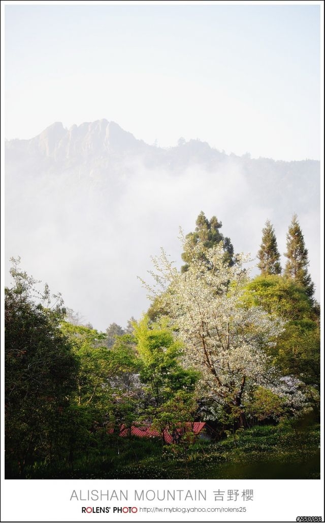 2010-03-22阿里山櫻花花況分享