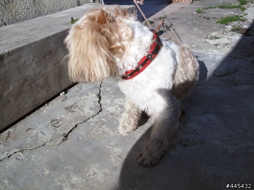 領養快訊-小西施犬-他需要一個家及愛他的主人