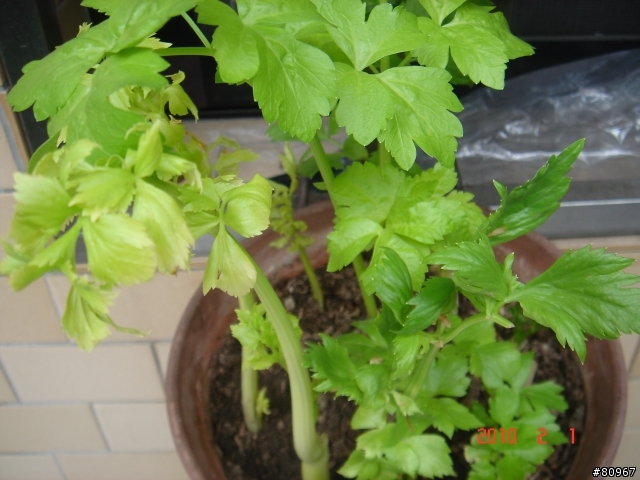 我家的芹菜