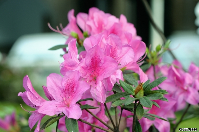 台大杜鵑花開，再操Nikon AF Micro 85 F/3.5