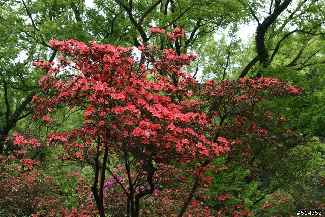 [分享] a200 - 陽明山花季 ~