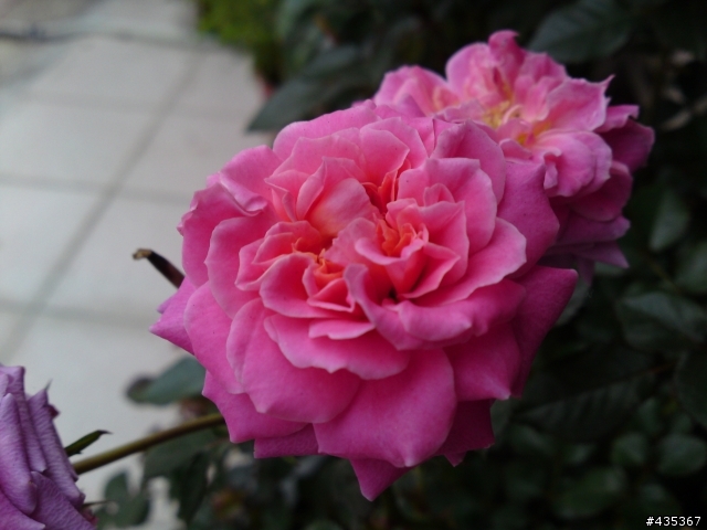 自家玫瑰開花囉!!(需要園藝版)