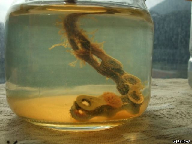生猛海水浸泡抗鏽力實驗 終了