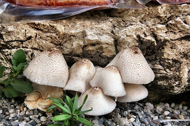 不明的 【菇類】要跟烏魚子一起烤來吃嗎?(新增進入烤箱圖)