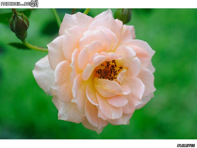 分享-Ai老鏡 Micro-NIKKON 55㎜ 1:3.5