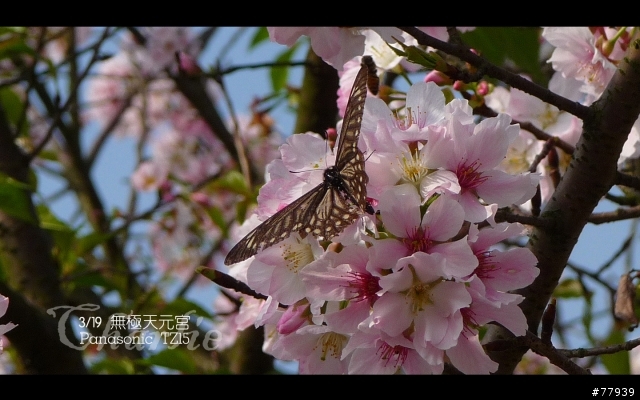 【分享】3/19 無極天元宮。Panasonic TZ15