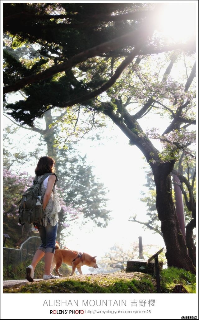 2010-03-22阿里山櫻花花況分享