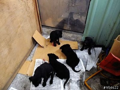 （認養）3月大的Q妹