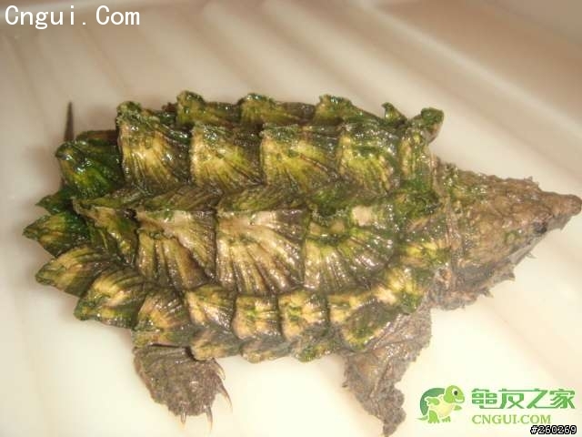 龜殼如何長青苔?????