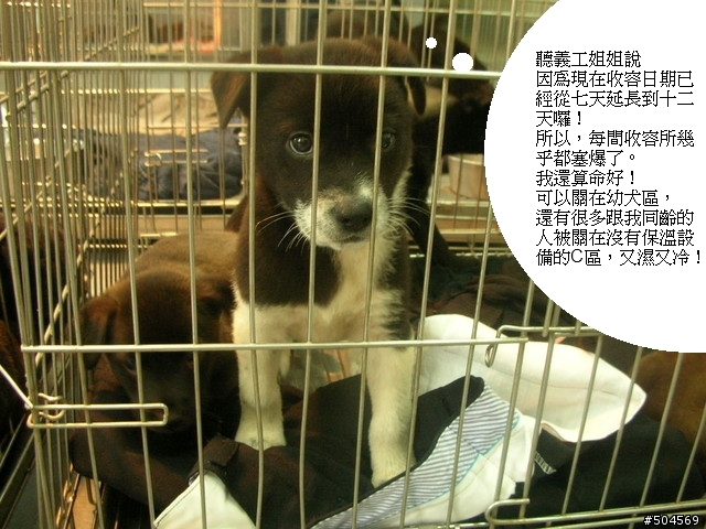 請支持「捕犬回歸」政策，有效降低桃園縣(全省)的捕犬數，不要再把家犬當流浪犬了！