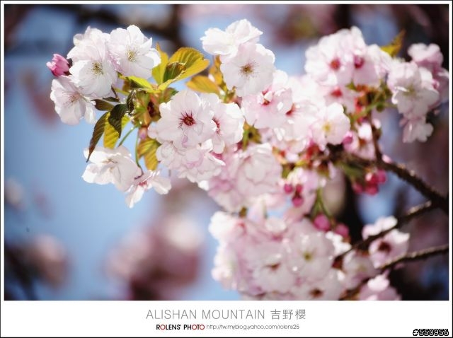 2010-03-22阿里山櫻花花況分享